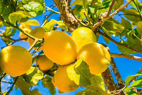 limoncello di siracusa - liquori tipici siciliani limoncello di siracusa mangano liquori tipici siciliani